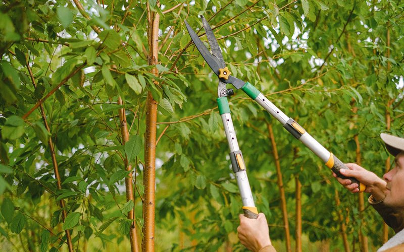 Tree trimming in Prince, WV
